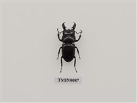 藏品(扁鍬形蟲)的圖片